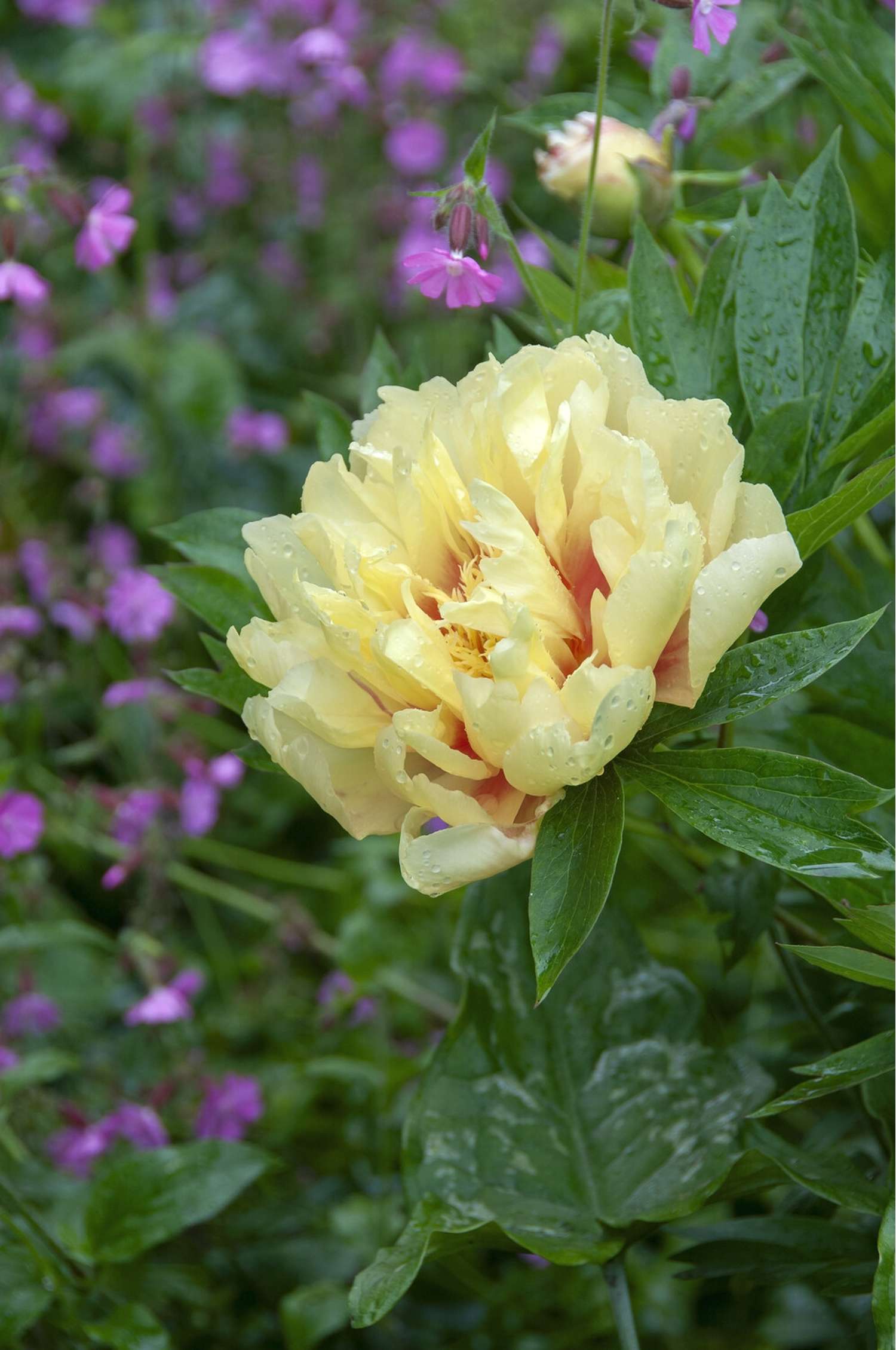 Pæon 'Bartzella'